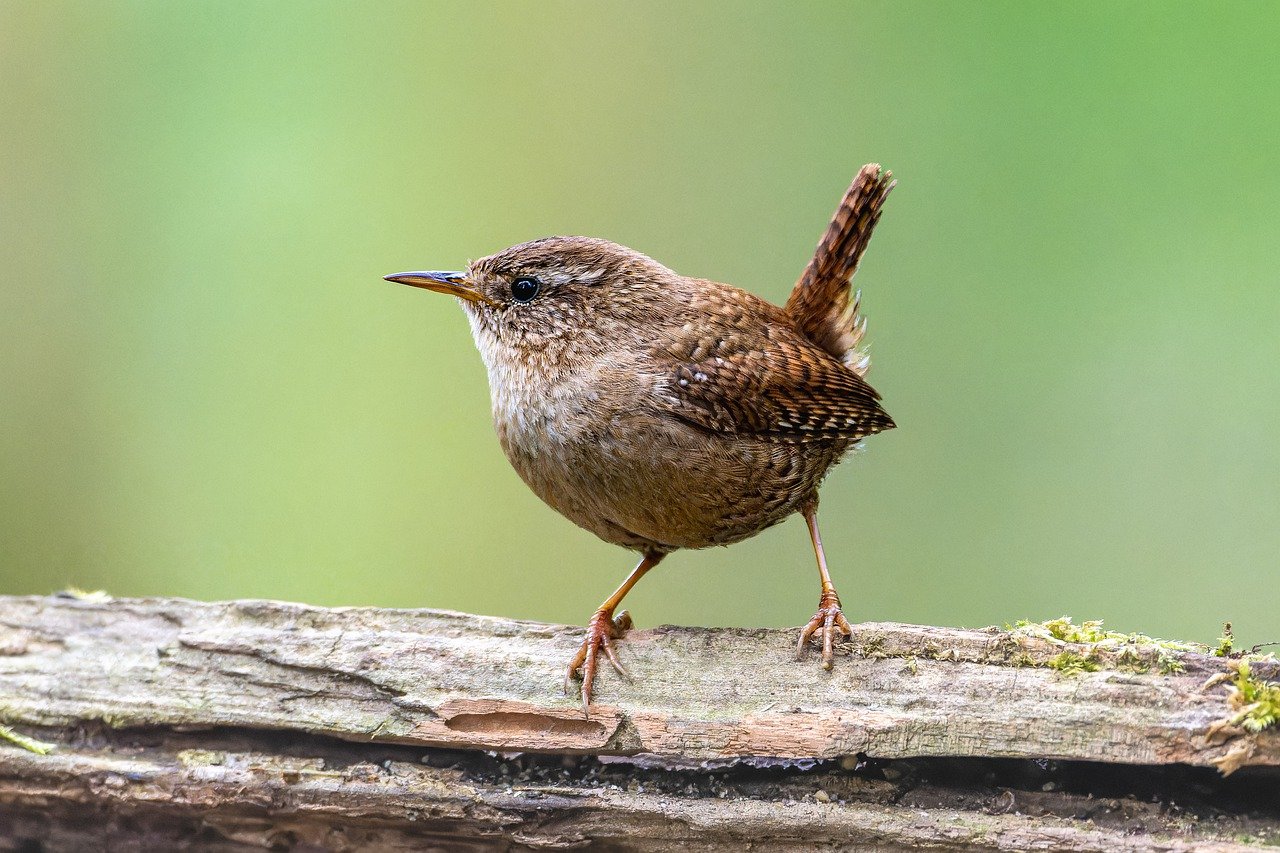 How to Attract Birds to Your Garden